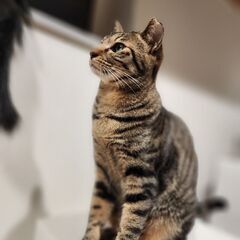 ツンデレ小柄さん♡チビ子 - 猫
