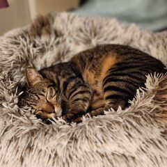 ツンデレ小柄さん♡チビ子 − 熊本県