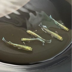 極上個体　メダカ　エメキン　マリアージュキッシングワイドフィンエメラルドフィンの画像