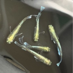 極上個体　メダカ　エメキン　マリアージュキッシングワイドフィンエメラルドフィンの画像