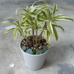 観葉植物🌿