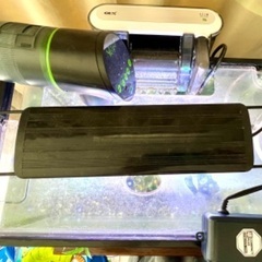 ガラス水槽セット】熱帯魚・エビ付き！すぐ使えるフルセット