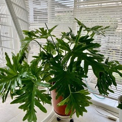 観葉植物　
