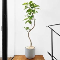 観葉植物 フィカス アルテシマ
