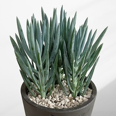 観葉植物 キュリオ ブルースの画像
