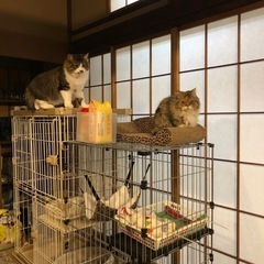 猫のケージ　分解済みの画像