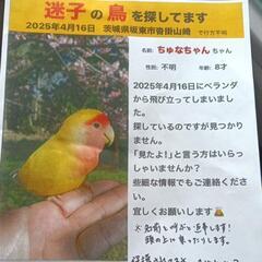 迷子のインコ探してます