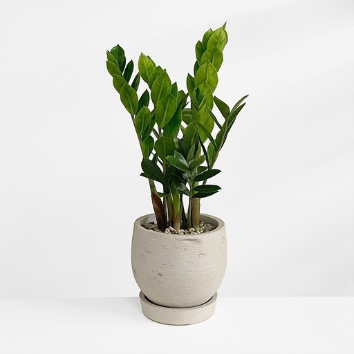 観葉植物 ザミオ クルカス