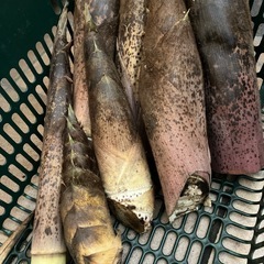 『お取引き決定』完全無添加無農薬自然の天然竹の子8本の画像