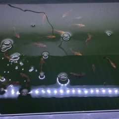 【決まりました】メダカ 竜章鳳姿 約20匹 成魚