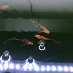 【決まりました】メダカ 竜章鳳姿 約20匹 成魚の画像