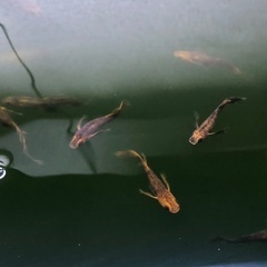 【決まりました】メダカ 竜章鳳姿 約20匹 成魚の画像