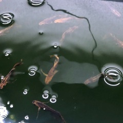 【決まりました】メダカ 竜章鳳姿 約20匹 成魚の画像