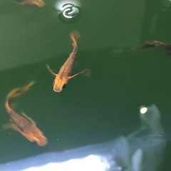 【決まりました】メダカ 竜章鳳姿 約20匹 成魚の画像