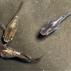 橙（トウ）アースアイ　稚魚〜若魚　メダカの画像