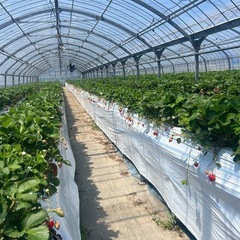 【お得】いちご狩り🍓食べ放題の画像