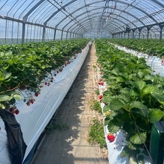 【お得】いちご狩り🍓食べ放題