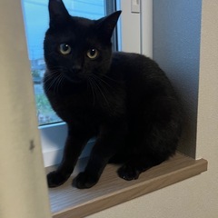 【決まりました(*´꒳`*)】とってもやんちゃな男の子ですヽ(^o^) - 猫