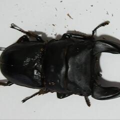 クワガタムシ・カブトムシ引き取りいたします
