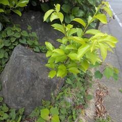 禅寺丸柿？　柿の苗の画像