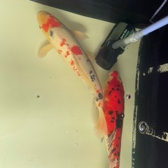 錦鯉　コイ
