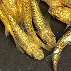 (決まりました)[上物]サンシャイン　メダカ　１５匹　　