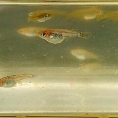 商談済　炎龍メダカ 幼魚20匹  めだかの画像