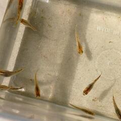 商談済　炎龍メダカ 幼魚20匹  めだかの画像