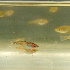 商談済　炎龍メダカ 幼魚20匹  めだかの画像