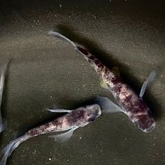 和墨三色　メダカの画像