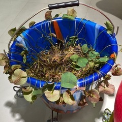 蓮の苗10本