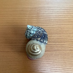 金運ちゃんの画像