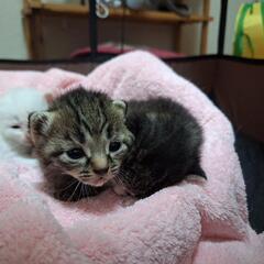 子猫里親さん募集