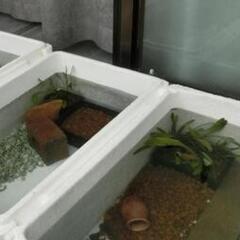 発泡箱の画像