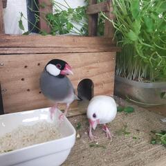 文鳥のこと教えます