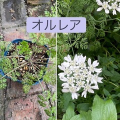  花苗やセダムなど6苗セットの画像