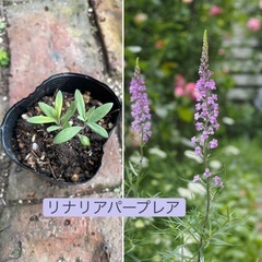  花苗やセダムなど6苗セットの画像