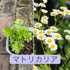  花苗やセダムなど6苗セットの画像