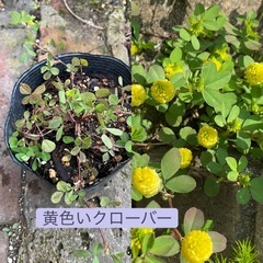  花苗やセダムなど6苗セットの画像