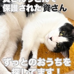 甘えん坊のハチワレ男子