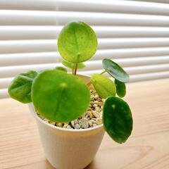 ◼️ピレア　ぺぺロミオイデス◼️　パンケーキプランツ  観葉植物