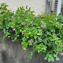 【無料】エンドウ豆の花（スイートピー系）差し上げます