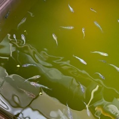 夜桜メダカ　約3㎝　10匹　外飼い