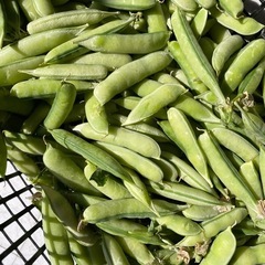 農薬、化学肥料不使用　　豆、玉ねぎ　