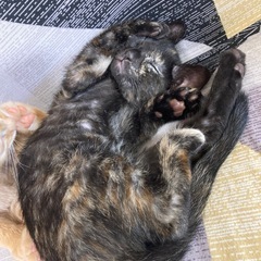 愛嬌たっぷりなサビ猫の女の子（3月2日生）