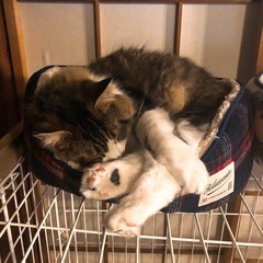 猫のケージ　分解済みの画像