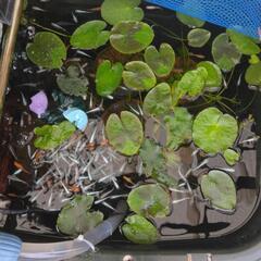 メダカ、水草お売りします。