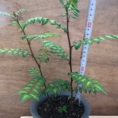 山椒　植木鉢入り01