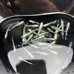 残り少し　メダカ　めだか　エメキン　