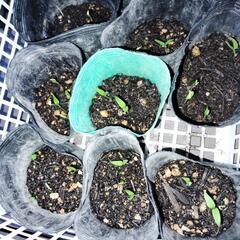 みみぃ、ぎぶちゃん様　　パプリカ苗5本の画像